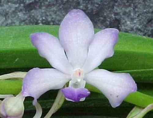 Neostylis Fuchs Ocean Spray 'Kultana'